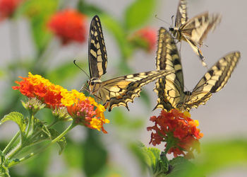 Close-up of butterfly pollinating on flower