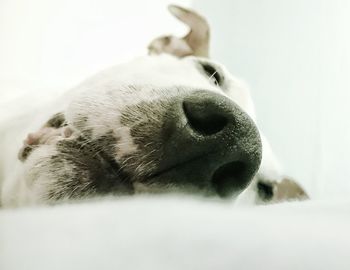 Close-up of dog