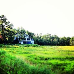 Houses on grassy field