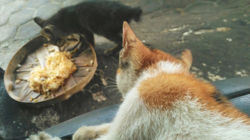 High angle view of cat