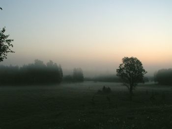 View of trees on grassy field in foggy weather