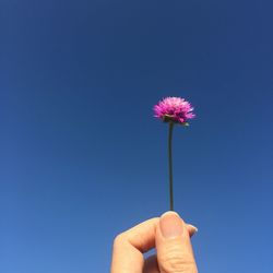 Cropped hand holding pink flower against clear blue sky