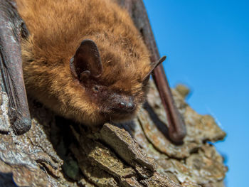 Close-up of small bat - soprano pipistrelle - perched on tree in daylight