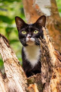 Portrait of a cat on tree trunk