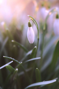 Close-up of plant