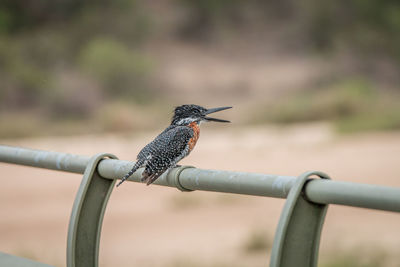 Close-up of bird perching on railing