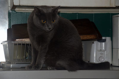 Portrait of cat sitting on table