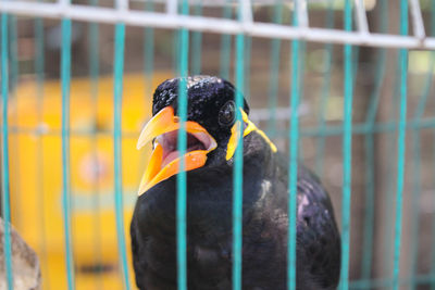 Bird cage myna bird talking myna bird,black bird in the cage