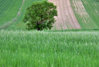 Scenic view of agricultural field