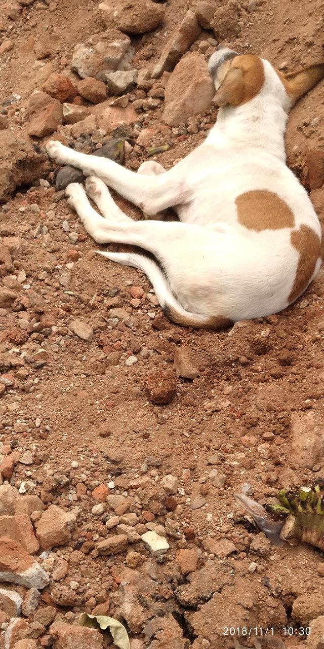 HIGH ANGLE VIEW OF A LIZARD