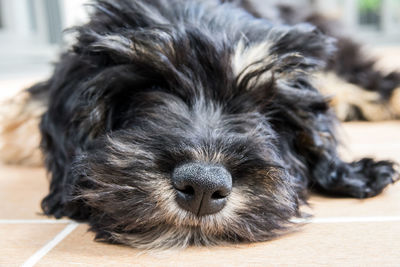 Close-up portrait of puppy relaxing on floor