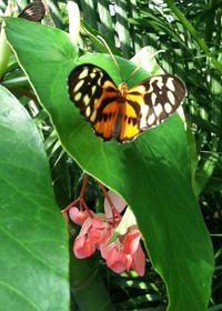 Close-up of butterfly perching on leaf