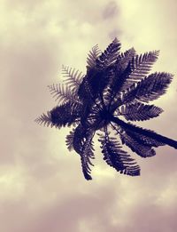 Low angle view of palm tree against sky