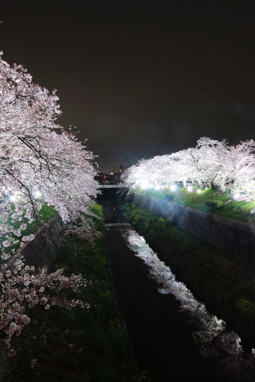 the way forward, night, nature, tree, water, transportation, beauty in nature, motion, rock - object, outdoors, scenics, road, tranquility, tranquil scene, forest, river, illuminated, long exposure, diminishing perspective, plant