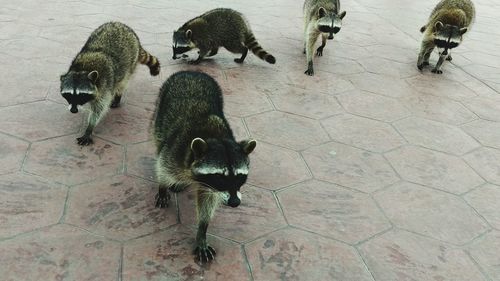 High angle view of raccoons on footpath