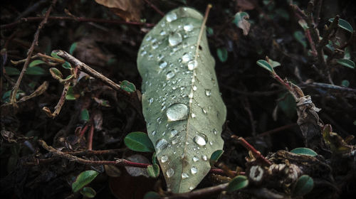 Close-up of snake