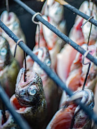 Close-up of crab on chainlink fence