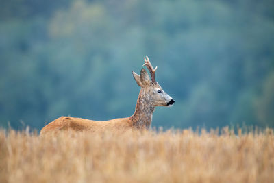 Close-up of deer standing on field