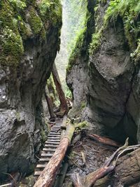 Close-up of rocks and trees in forest