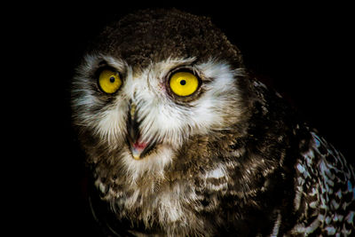 Close-up portrait of owl against black background