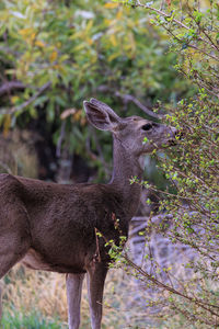 Deer standing on field