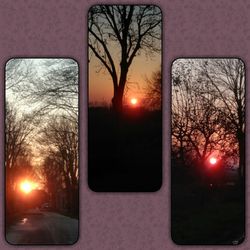 Close-up of bare tree against sunset