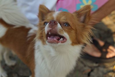 Close-up of dog looking at camera