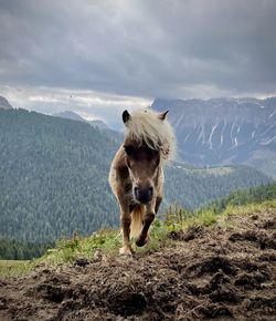 Horse standing on field against sky