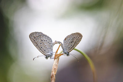 Close-up of butterfly on flower