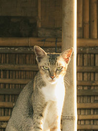 Portrait of cat by wall outdoors