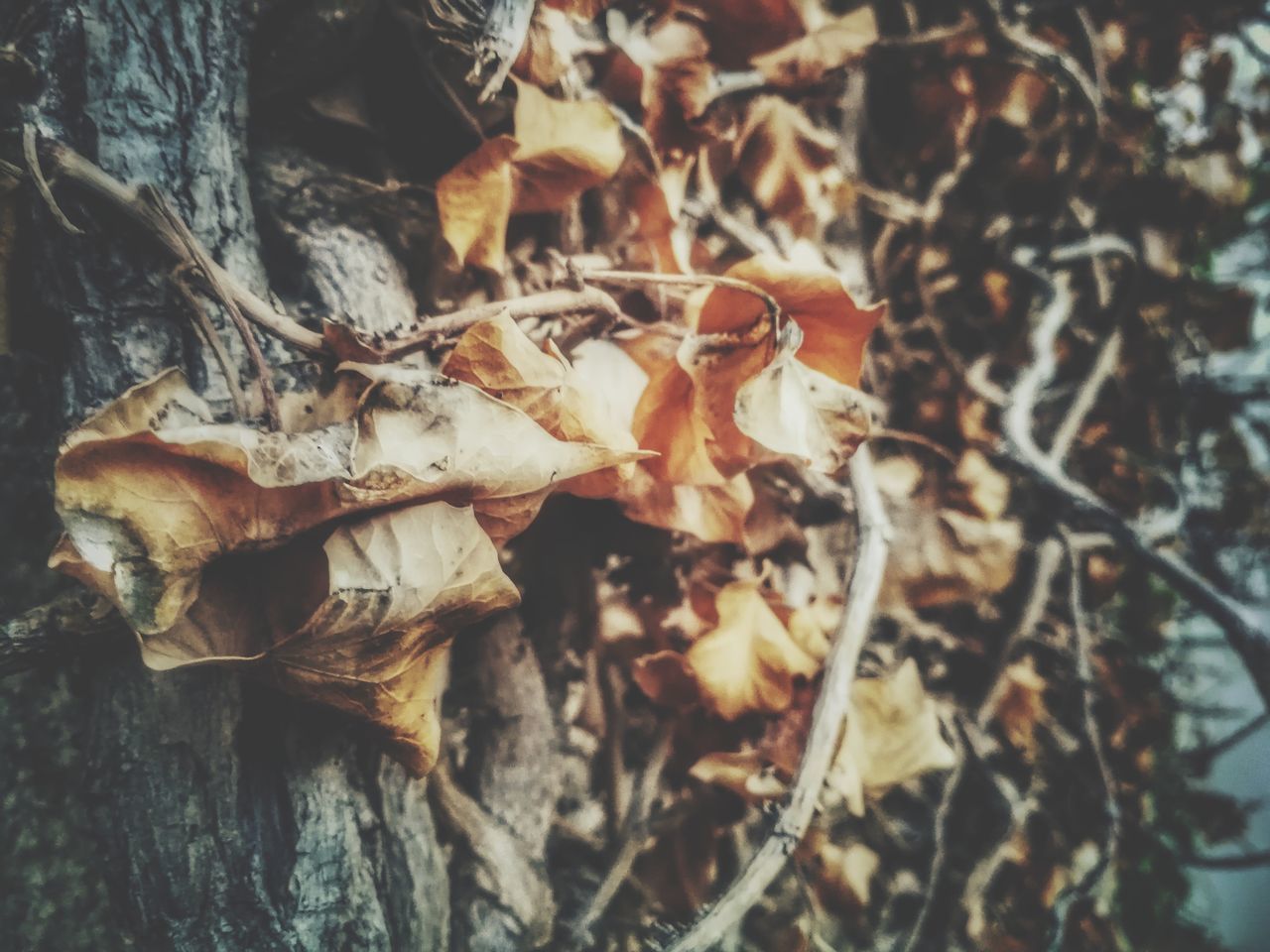 CLOSE-UP OF DRY LEAVES