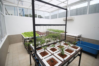 High angle view of potted plants on glass window