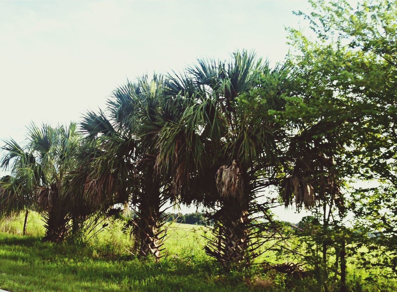 tree, growth, green color, tranquility, tranquil scene, nature, beauty in nature, sky, grass, field, scenics, branch, plant, green, lush foliage, growing, day, landscape, low angle view, outdoors