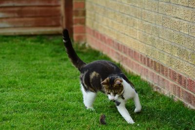 Cat playing on field