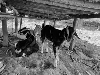 Two dogs standing on wood