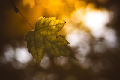 Close-up of yellow leaf