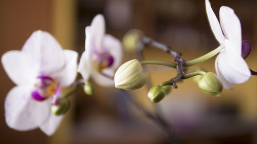 Close-up of orchids blooming outdoors