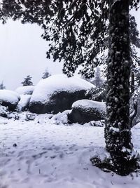 Snow covered trees