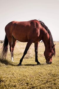Horse standing on field