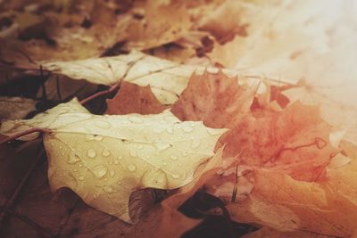 Close-up of leaves on ground