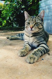 Portrait of a cat resting