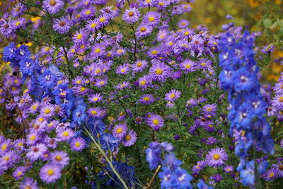 Close-up of purple flowering plants in park