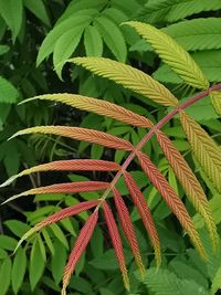 Close-up of fern leaves