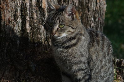 Close-up of a cat looking away