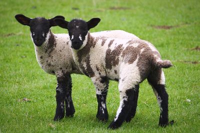 Sheep on grassy field