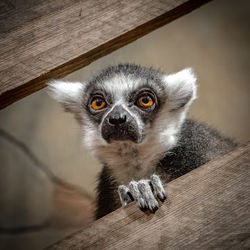 Low angle view of lemur in zoo