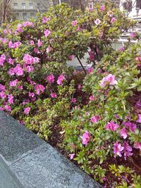 Close-up of pink flowers