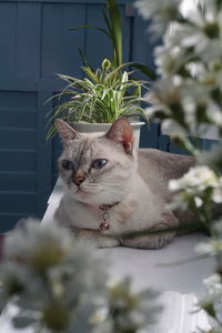 Portrait of cat sitting by potted plant