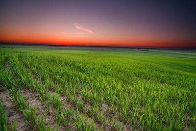 Scenic view of rice field against sky during sunset