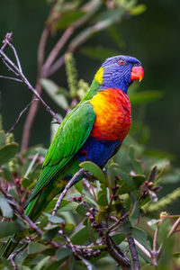 Close-up of parrot perching on tree